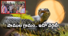 Snake viral videos: మేనమామా అంటే.. పాములు పలికే ఊరు తెలుసా.. మన దేశంలోనే!