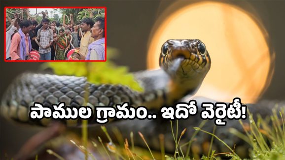 Snake viral videos: మేనమామా అంటే.. పాములు పలికే ఊరు తెలుసా.. మన దేశంలోనే!