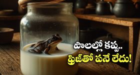 Frogs in Milk: ఆ దేశాల్లో పాలను నిల్వ ఉంచేందుకు వాటిలో కప్పలను వేస్తారట, భలే చిట్కా!