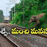 Train Halted: పట్టాలపై ఏనుగు ప్రసవం.. ఆ రూట్ లో రైళ్ల రాకపోకలన్నీ బంద్!