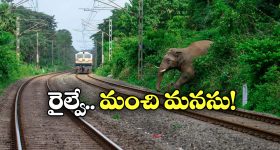 Train Halted: పట్టాలపై ఏనుగు ప్రసవం.. ఆ రూట్ లో రైళ్ల రాకపోకలన్నీ బంద్!