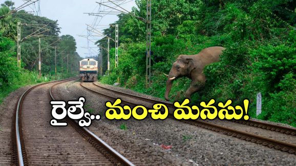 Train Halted: పట్టాలపై ఏనుగు ప్రసవం.. ఆ రూట్ లో రైళ్ల రాకపోకలన్నీ బంద్!