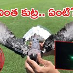 Viral Video: పావురాలతో భయం.. బుక్కైన యువకులు, వైరల్ వీడియో