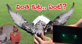 Viral Video: పావురాలతో భయం.. బుక్కైన యువకులు, వైరల్ వీడియో