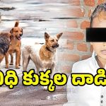 Stray Dog Attack: వీధి కుక్కల దాడిలో.. మూడేళ్ల బాలుడి మృతి