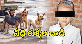 Stray Dog Attack: వీధి కుక్కల దాడిలో.. మూడేళ్ల బాలుడి మృతి