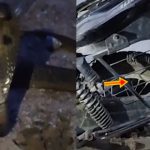 Snake on Bike: బైక్‌లో భారీ నాగుపాము.. బండి స్టార్ట్ చేయగానే బుసలు కొట్టుకుంటూ