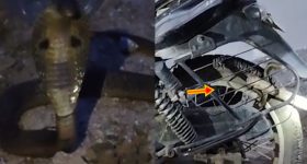 Snake on Bike: బైక్‌లో భారీ నాగుపాము.. బండి స్టార్ట్ చేయగానే బుసలు కొట్టుకుంటూ
