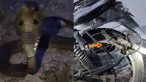 Snake on Bike: బైక్‌లో భారీ నాగుపాము.. బండి స్టార్ట్ చేయగానే బుసలు కొట్టుకుంటూ