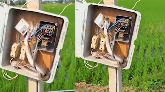 Snake in Motor Box: వామ్మో.. పాము అక్కడికెలా ఎక్కిందో..? వైరల్ వీడియో