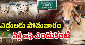 Strange Ritual: ఆ గ్రామంలో వింత ఆచారం.. సోమవారం పశువులకు సెలవు! అసలు కారణం ఏంటంటే..
