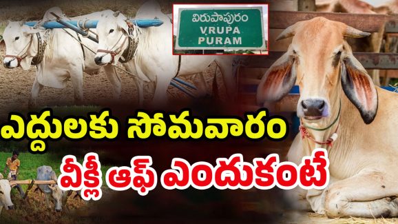 Strange Ritual: ఆ గ్రామంలో వింత ఆచారం.. సోమవారం పశువులకు సెలవు! అసలు కారణం ఏంటంటే..