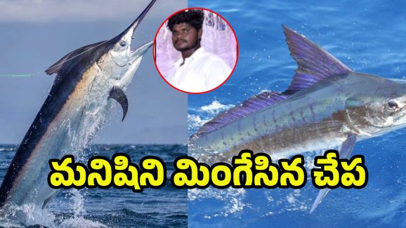 Anakapalli News: నడి సముద్రంలో 200 కిలోల చేపకు గాలం.. కట్ చేస్తే మత్స్యకారుడు మిస్సింగ్.. ఏం జరిగిందంటే?
