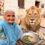 Viral Video : సింహంతో సెల్ఫీ.. సోషల్ మీడియాను షేక్ చేస్తున్న బామ్మ..