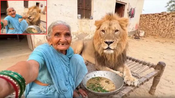 Viral Video : సింహంతో సెల్ఫీ.. సోషల్ మీడియాను షేక్ చేస్తున్న బామ్మ..