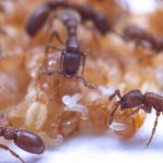 Castes In Ants: చీమలకూ కుల పిచ్చి.. ఇదిగో ఇలా తమ క్యాస్ట్, పని డిసైడ్ చేసుకుంటాయట!