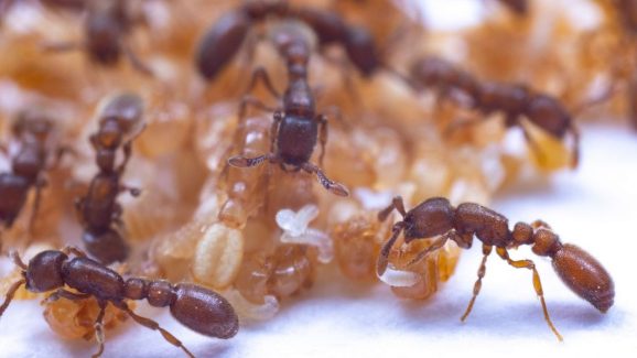Castes In Ants: చీమలకూ కుల పిచ్చి.. ఇదిగో ఇలా తమ క్యాస్ట్, పని డిసైడ్ చేసుకుంటాయట!