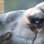 Camel Tear: 26 పాముల విషానికి.. ఒంటె కన్నీటి చుక్క చాలట.. తాజా స్టడీలో షాకింగ్ విషయాలు