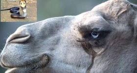 Camel Tear: 26 పాముల విషానికి.. ఒంటె కన్నీటి చుక్క చాలట.. తాజా స్టడీలో షాకింగ్ విషయాలు