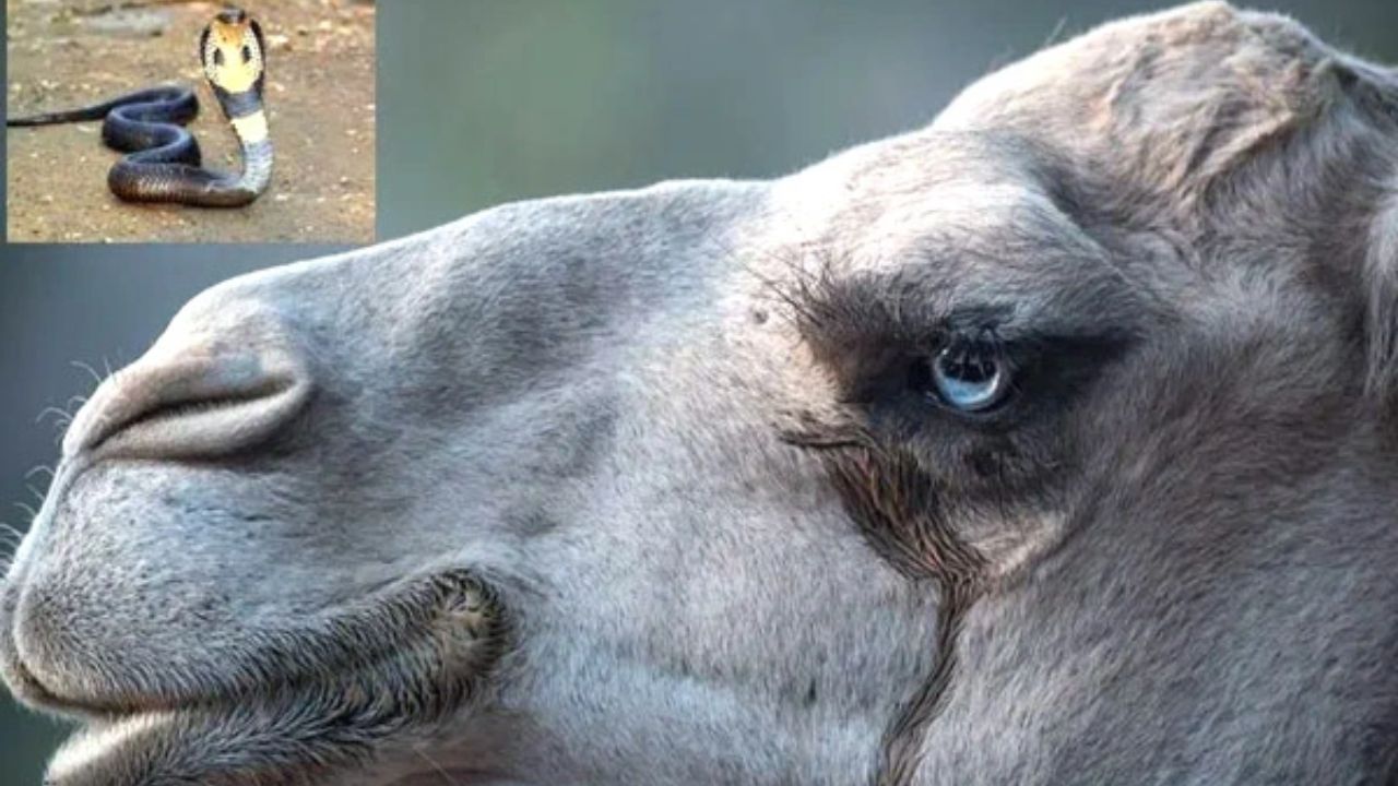 Camel Tear: 26 పాముల విషానికి.. ఒంటె కన్నీటి చుక్క చాలట.. తాజా స్టడీలో షాకింగ్ విషయాలు