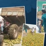 YS Jagan Chittoor Tour: రోడ్డుపై మామిడి కాయలు వేసి తొక్కించిన జగన్ దళం.. ఫుడ్ విలువ తెలుసా?
