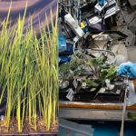 Moon Rice: అంతరిక్షంలో వ్యవసాయం.. అద్భుత ఆవిష్కరణ ‘మూన్ రైస్’