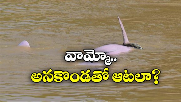 Viral News: అనకొండతో డాల్ఫిన్ ల ఆటలు, షాకైన శాస్త్రవేత్తలు!