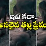 Viral Video: బిడ్డకు దిష్టి తీసిన ఏనుగు, సోషల్ మీడియాలో వీడియో వైరల్!