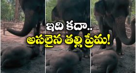 Viral Video: బిడ్డకు దిష్టి తీసిన ఏనుగు, సోషల్ మీడియాలో వీడియో వైరల్!