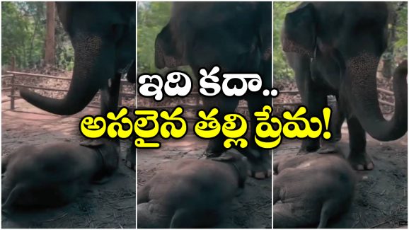 Viral Video: బిడ్డకు దిష్టి తీసిన ఏనుగు, సోషల్ మీడియాలో వీడియో వైరల్!