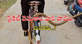 Snake Video Viral: సైకిల్ తొక్కుకుంటూ వెళ్తున్న వ్యక్తి.. క్యారెల్‌పై పెద్ద పాము, వీడియో వైరల్