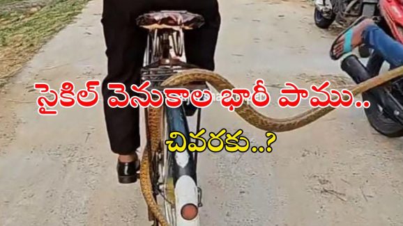 Snake Video Viral: సైకిల్ తొక్కుకుంటూ వెళ్తున్న వ్యక్తి.. క్యారెల్‌పై పెద్ద పాము, వీడియో వైరల్