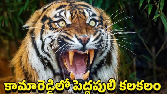 Tiger Hulchul in Kamareddy District: కామారెడ్డి జిల్లాలో టెన్షన్.. టెన్షన్.. గ్రామస్థులకు నిద్ర పట్టకుండా చేస్తున్న పెద్దపులి
