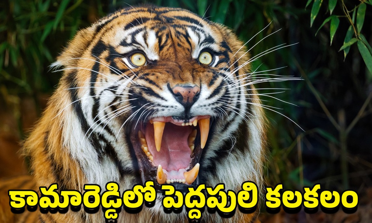Tiger Hulchul in Kamareddy District: కామారెడ్డి జిల్లాలో టెన్షన్.. టెన్షన్.. గ్రామస్థులకు నిద్ర పట్టకుండా చేస్తున్న పెద్దపులి