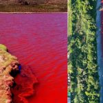 Blood River: ఆ నదిలో ఏరులా పారుతున్న రక్తం, దీని వెనుకున్న రహస్యం ఏంటి?