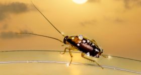 Cockroaches: ఇంట్లో బొద్దింకలు చేరితే వెంటనే ఈ చిన్న చిట్కాలతో బయటకి తరిమేయండి