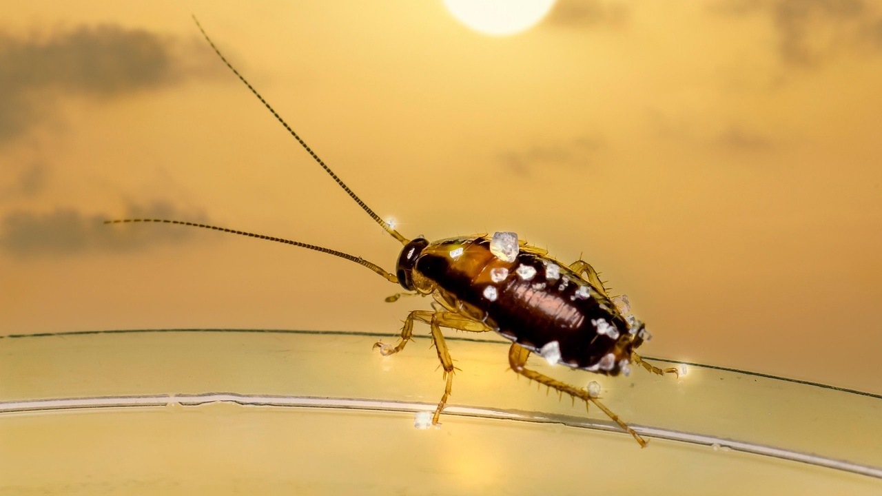 Cockroaches: ఇంట్లో బొద్దింకలు చేరితే వెంటనే ఈ చిన్న చిట్కాలతో బయటకి తరిమేయండి