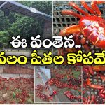 Crab Bridge: పీతలు రోడ్డు దాటేందుకు.. ఏకంగా ఆ ఊర్లో వంతెనే కట్టేశారు!