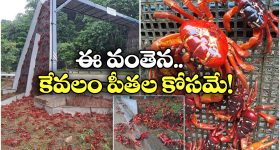 Crab Bridge: పీతలు రోడ్డు దాటేందుకు.. ఏకంగా ఆ ఊర్లో వంతెనే కట్టేశారు!
