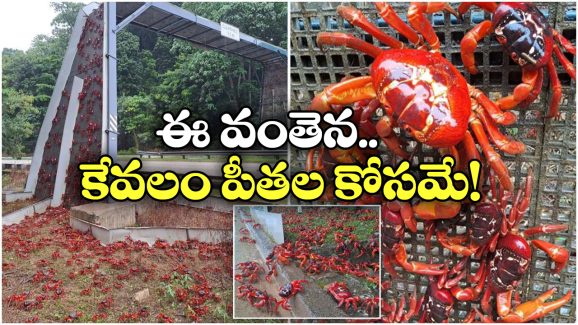 Crab Bridge: పీతలు రోడ్డు దాటేందుకు.. ఏకంగా ఆ ఊర్లో వంతెనే కట్టేశారు!