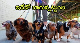 Dog Walker: టెక్కీ కంటే డాగ్ వాకర్ బెటర్.. నెలకు జీతం ఎంతో తెలుసా?