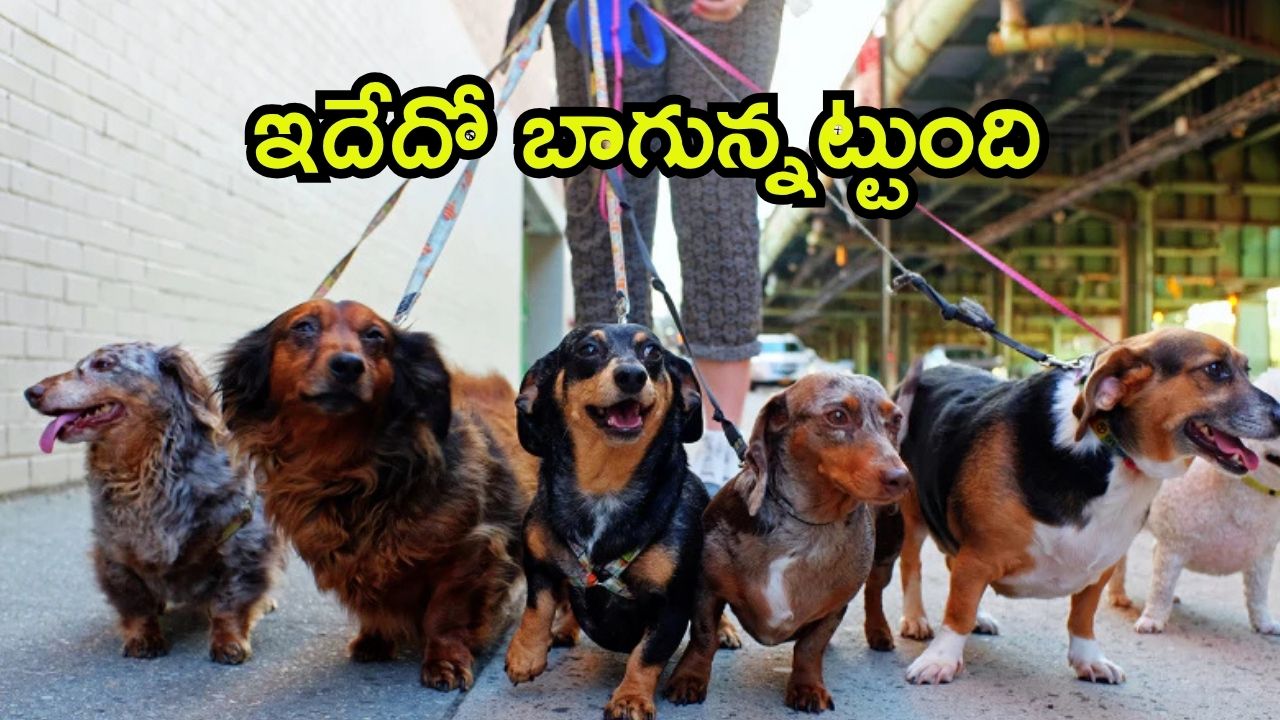 Dog Walker: టెక్కీ కంటే డాగ్ వాకర్ బెటర్.. నెలకు జీతం ఎంతో తెలుసా?