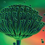 Deadly Fungus: మనిషిని లోపల నుంచి తినేసే ప్రాణాంతక శిలీంధ్రం ఇది, శరీరంలో చేరితే అంతే సంగతులు