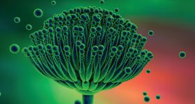 Deadly Fungus: మనిషిని లోపల నుంచి తినేసే ప్రాణాంతక శిలీంధ్రం ఇది, శరీరంలో చేరితే అంతే సంగతులు