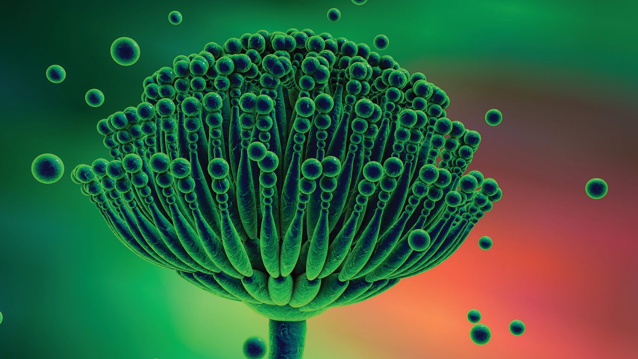 Deadly Fungus: మనిషిని లోపల నుంచి తినేసే ప్రాణాంతక శిలీంధ్రం ఇది, శరీరంలో చేరితే అంతే సంగతులు