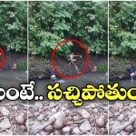 Viral Video: జాలీగా జలకాలాడుతుంటే.. మెడపై మెత్తగా ఏదో తగిలింది.. ఇక పరుగో పరుగు!