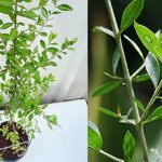 Gorinta Plant: ఇంట్లో గోరింట మొక్కను పెంచవచ్చా? వాస్తు శాస్త్రం ఏం చెబుతోంది?