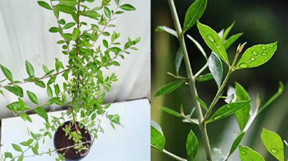 Gorinta Plant: ఇంట్లో గోరింట మొక్కను పెంచవచ్చా? వాస్తు శాస్త్రం ఏం చెబుతోంది?