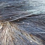 Lice Remedies: తల పేలతో నిండిపోయిందా? ఈ ఇంటి చిట్కాలు పాటించండి, పూర్తిగా పోతాయి