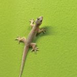 Get rid of Lizards: ఇంట్లో నుంచి బల్లులను సులభంగా ఇలా వదిలించేసుకోండి